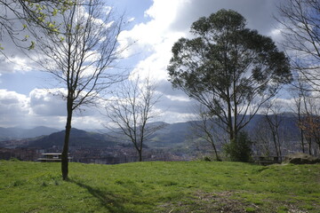Tree in an urban park