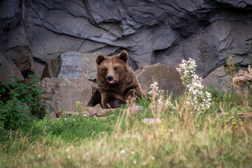 Lying Kamchatka bear with outstretched tongue on a meadow in front of a rock wall.