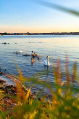 Swans Family on Lake at Sunset