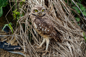 Owl Athene cunicularia
