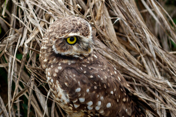 Owl Athene cunicularia