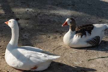 Pareja de patos al lado del lago