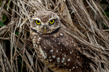 Owl Athene cunicularia
