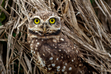 Owl Athene cunicularia