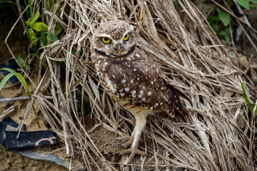 Owl Athene cunicularia