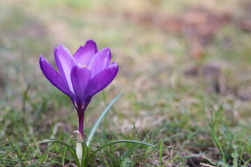 Autumn crocus, suffron flowers blooming on the green grass.  Place for your text