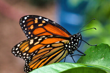 Fototapeta na wymiar Extreme, colorful close-up of a monarch butterfly with wings slightly spread.