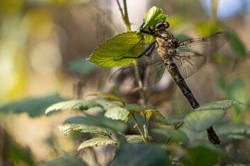 phenis raptor dragonfly
