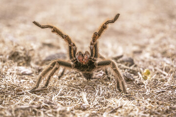 euathlus condorito - chilean tarantula