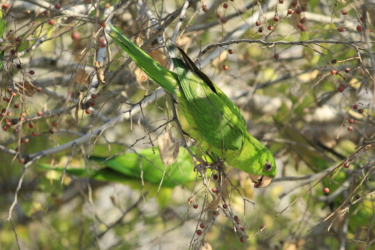 cotorro