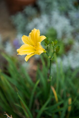 Fototapeta premium Hemerocallis, daylily. Yellow flower on a green background.