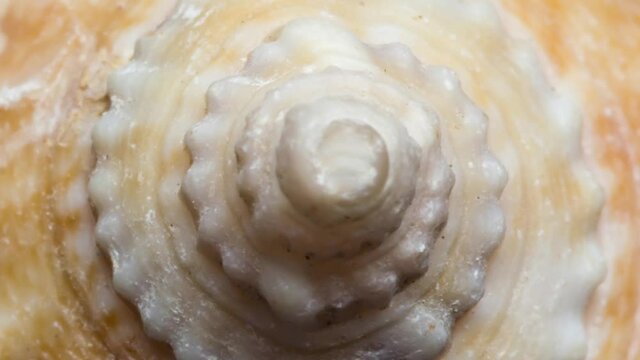 Macro video of a spiral seashell. Mollusk seashell texture. Black background, studio shooting.