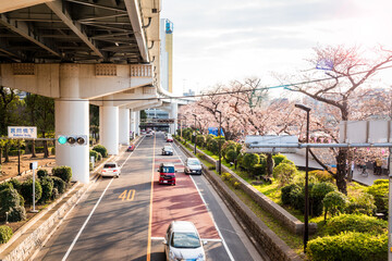 Obraz premium Riverbank street lined cherry trees in blossom running under an elevated motorway on a sunny spring day. Tokyo, Japan.