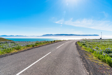 Deserted clifftop road through flowery meadows in Iceland on a sunny spring day. Patches of morning mist cover the ocean. Lens flare.