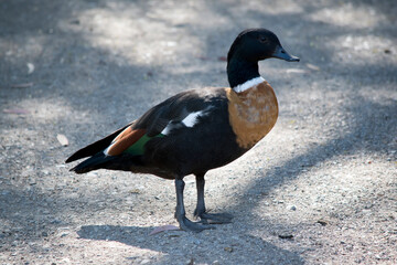 this is a side view of a  male Australian shelduck