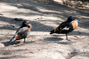 this is a side view of a pair of Australian shelducks