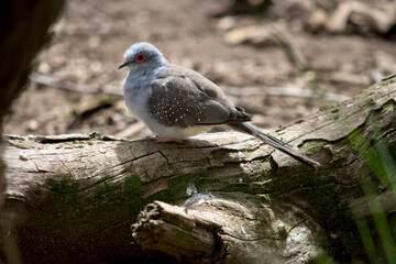 this is a side view of a  diamond dove
