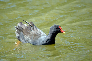 this is a side view of a dusky moorhen