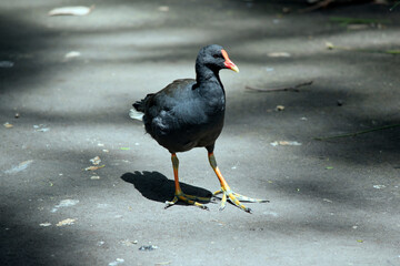 the dusky moorhenis walking on a path