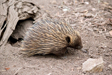 this is a side view of an echidna