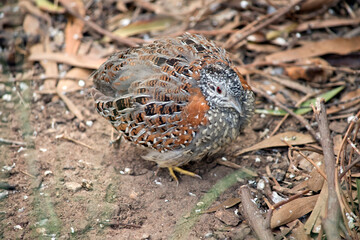 the king quail is looking for food