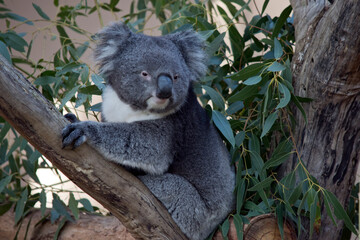 the koala is a grey and white marsupial with fluffy ears