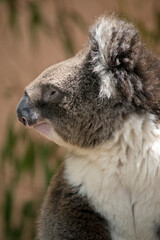 this is a side view of a  koala