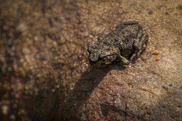 rhinella arunco - chilean frog