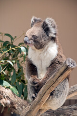 the koala is sitting in the fork of a tree