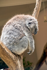 the koala is asleep in a tree
