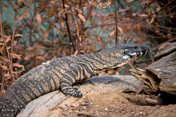 this is a side view of a  lace monitor climbing a tree