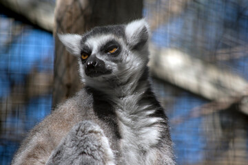 this is a close up of a ring tail lemur