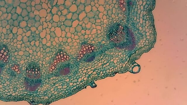 Microscope Sunflower Stem Cross Section 1200x