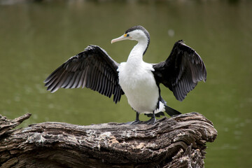 the pied cormorant is drying his wings