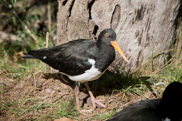 the pied oyster catcher is a black seabird with a white belly