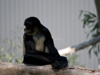 the spider monkey is resting on a tree branch