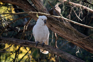 the sulphur crested cockatoo is perched on a branch