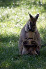 the swamp wallaby has a joey in her pouch