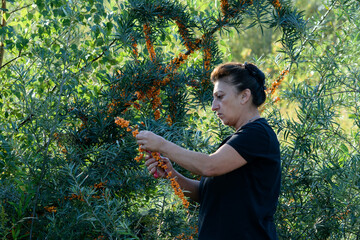 Sanddornernte f&uuml;r die weitere Verarbeitung