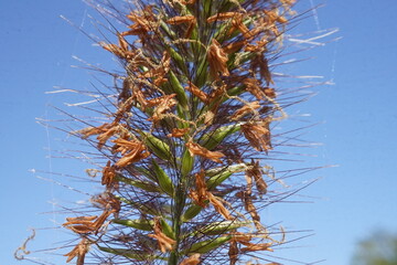 Naklejka premium memory of last autumn