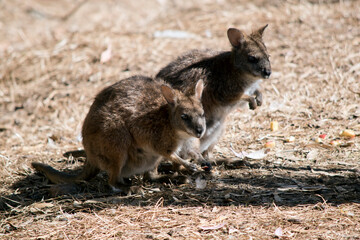 Naklejka na ściany i meble the tammar wallaby are tan with white bellies and white chin stripes