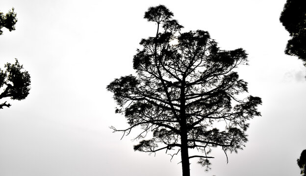 picture of pine tree in white sky