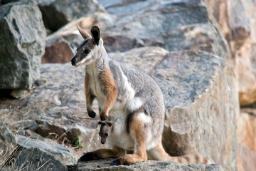 this is a side view of a yellow footed rock wallaby with a joey