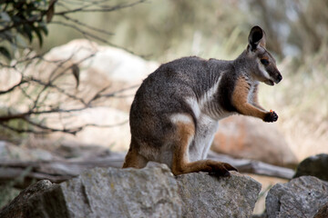Naklejka premium this is a side view of a joey yellow footed rock wallaby