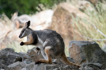 the yellow footed rock wallaby has a joey in her pouch