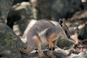 the yellow footed rock wallaby is standing on a rock