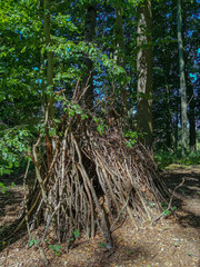 wooden handmade construction in the forest
