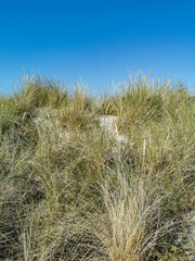 sand dunes and grass and sky at the beach