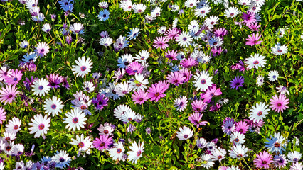 Multiple Flowers of White and Purple Daisies