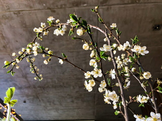 Blooming cherry tree branch in the interior of the house